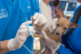 Local Volunteer Veterinarians Tend to Pets Needs After Quake